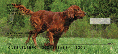 Irish Setter checks